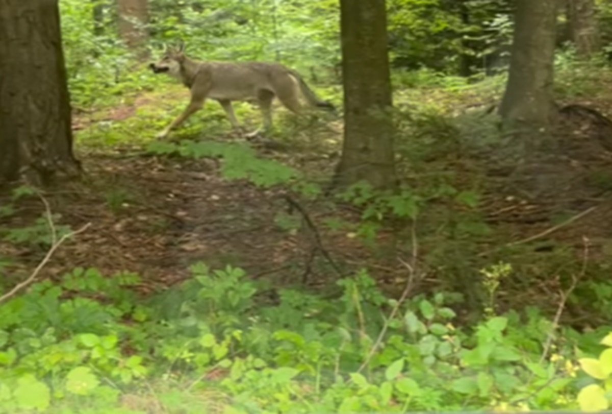 Spotkanie z wilkiem WIDEO