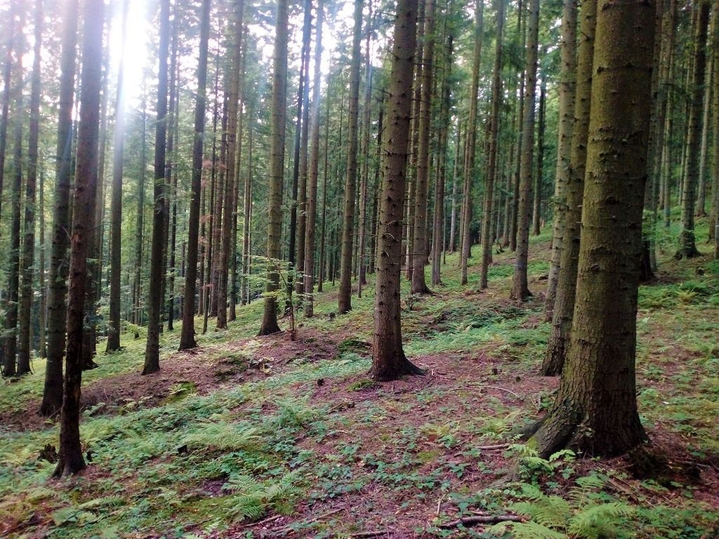 Uratowali kobietę. Podczas grzybobrania...