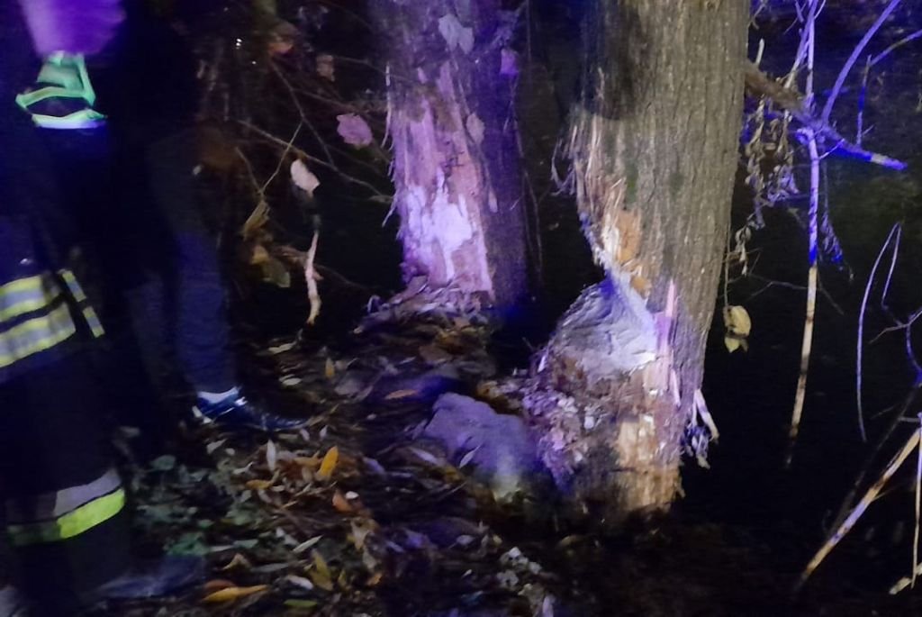Psikus bobra. Interweniowali strażacy