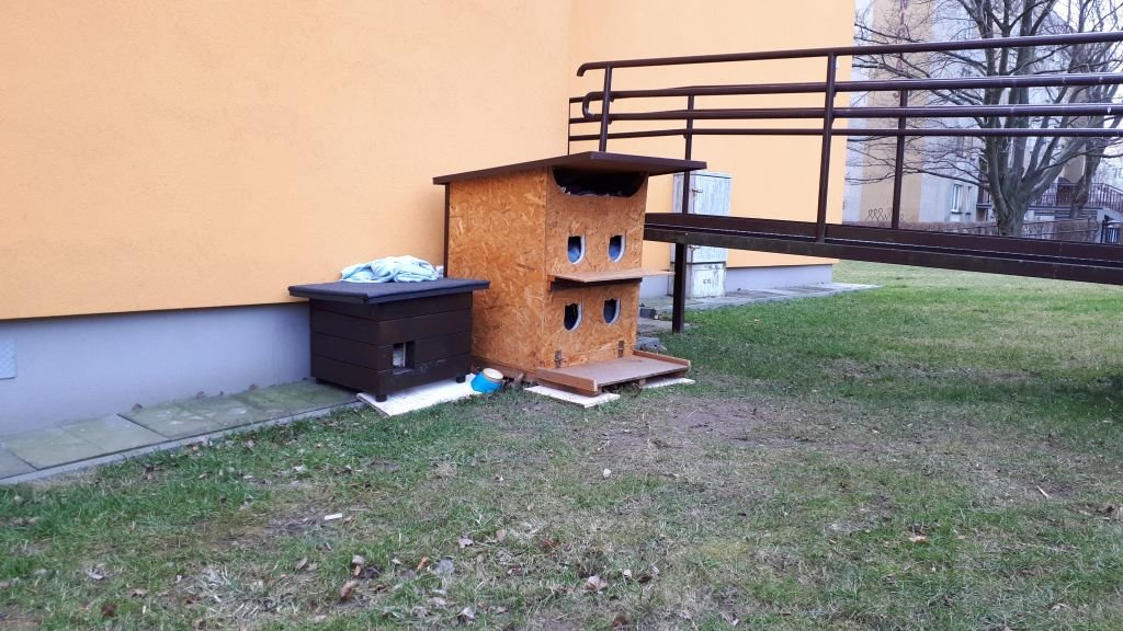 Awantura o koty na Osiedlu Beskidzkim