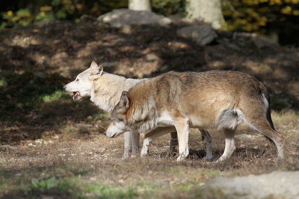 Wilki coraz bliżej domów! Komunikat wystosowała dzisiaj gmina Rajcza