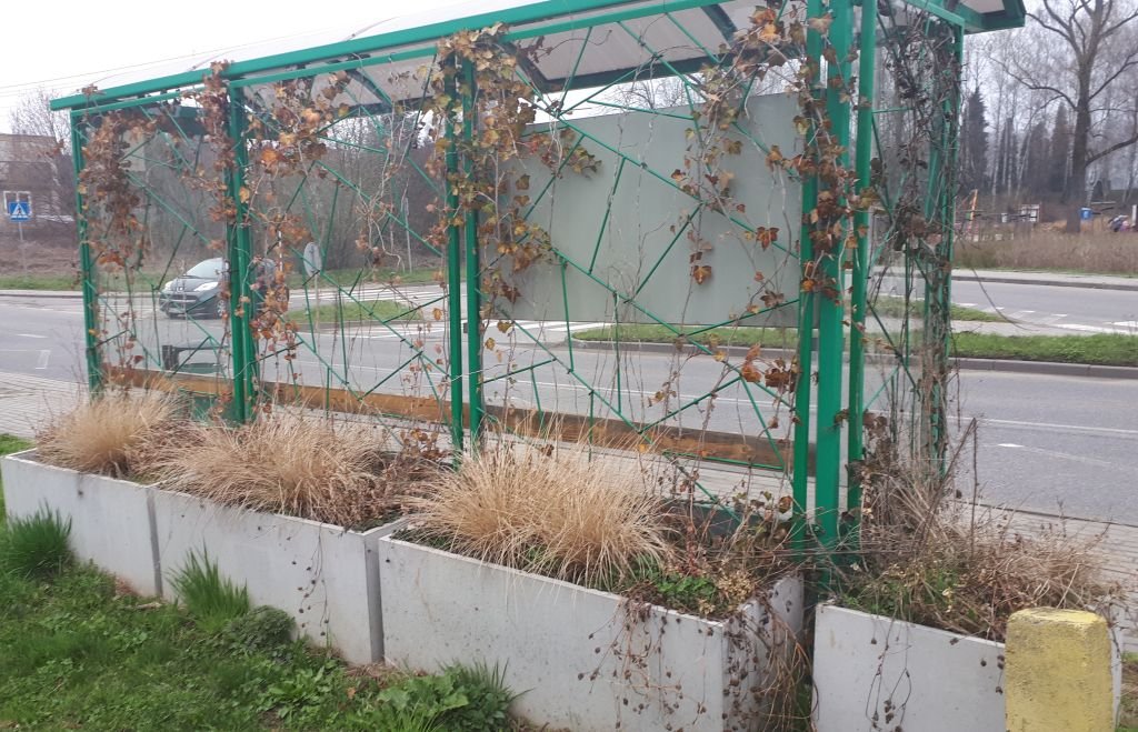 Mieszkańcy: rośliny umierają. Miasto zapewnia o większej trosce o zieleń