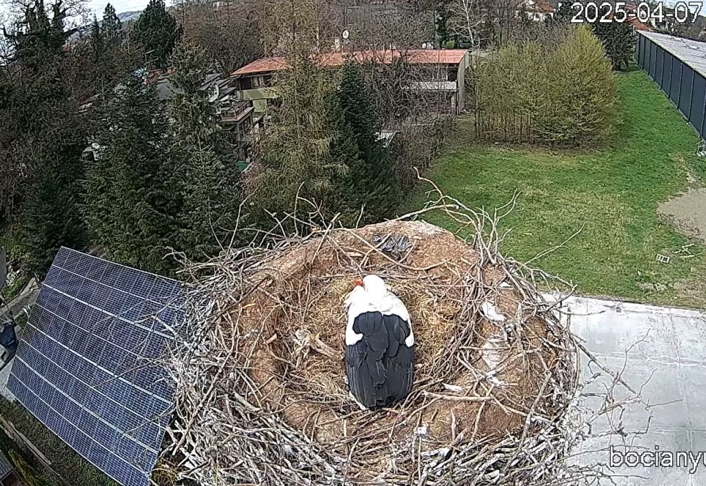 Beskidek i Czantorka zostaną rodzicami!