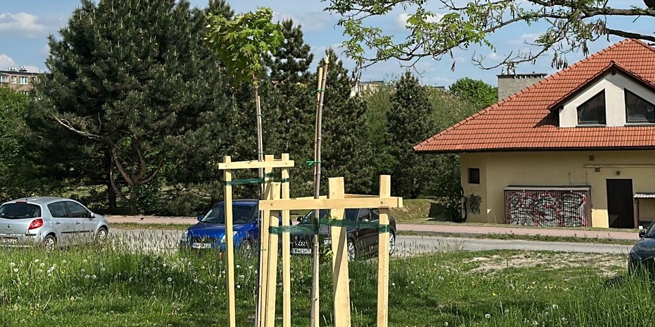 Ktoś Zniszczył Drzewa. "to Nie Przypadkowy Wandalizm, Lecz Celowe Działanie"
