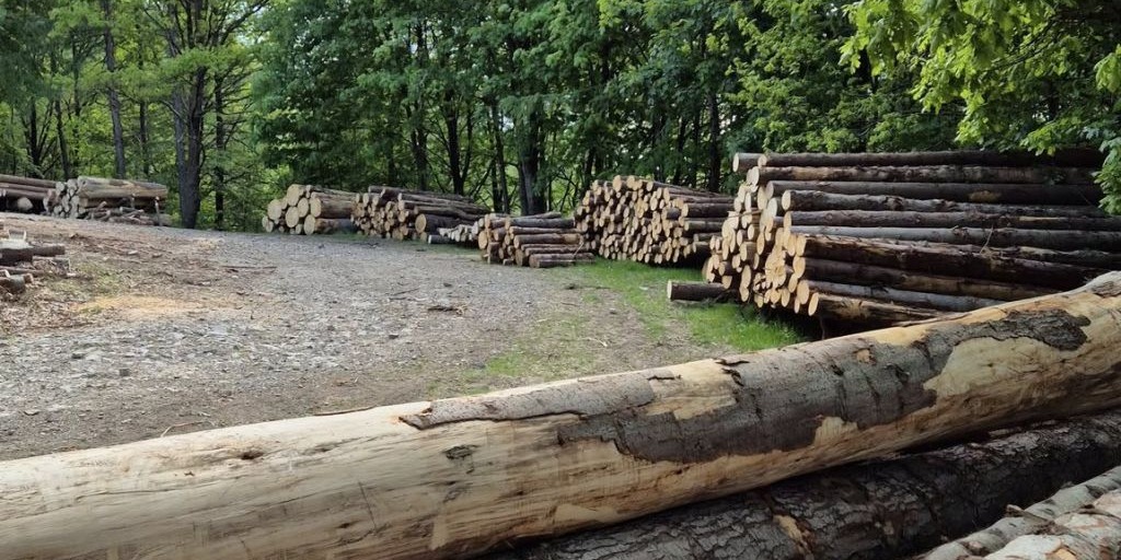 To Miała Być Ostoja Dla Dzikiej Przyrody. „Zamiast Ciszy Lasu — Dźwięk Pił”