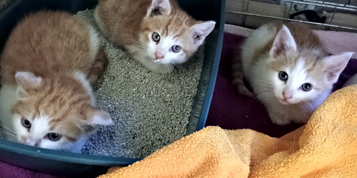 Miau Misja - Rozwiązują Kocie Problemy