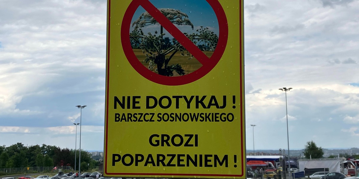 Barszcz Straszy W Bielowicku. Kto Ma Odczarować "zemstę Stalina"?