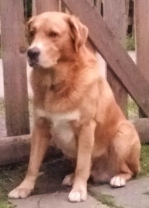 Zaginął biszkoptowy labrador (bez ogona)