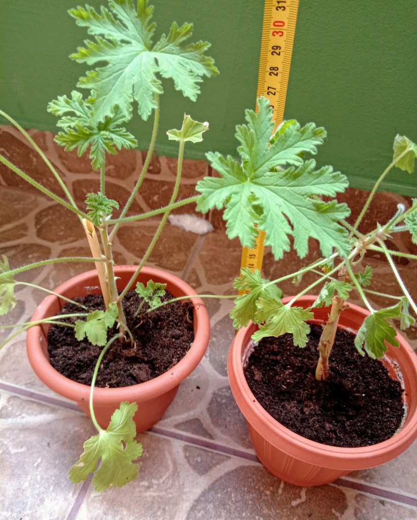 Geranium Anginka Cytrynka Pelargonia pachnąca Odbiór osobisty w Bielsku-Białej