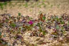 20260414-188a5101ffdsa-a_2000x1333