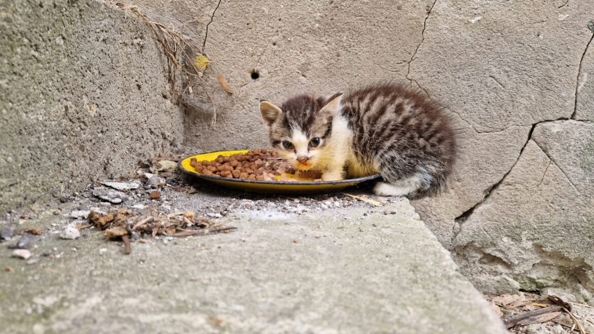 Katarzyna Gruszczyk, Kocie Miasto BB – Miau Misja