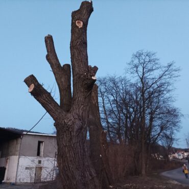 obcięte drzewo