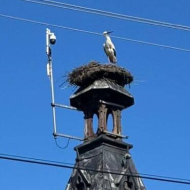 Florek Międzyrzecze Górne