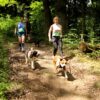 Beskidy opanują czworonogi. Ponad 300 psów wystartuje w Brennej