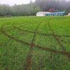 Bączki na murawie. Co trzeba mieć w głowie, żeby tak zrobić?