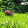 Atak dzików w Szczyrku. Interweniowała policja i urzędnicy