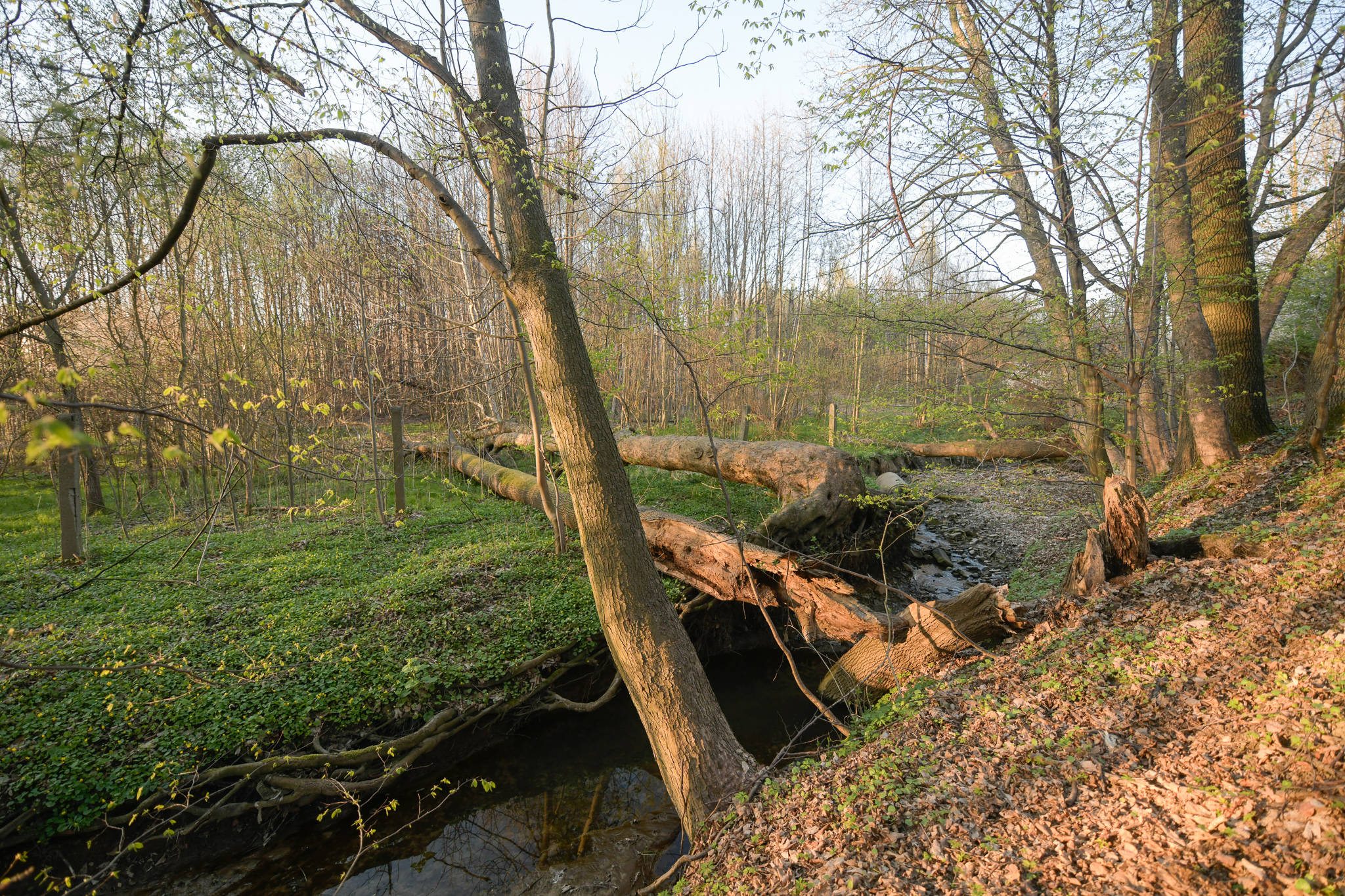 Tło
