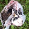 Kolejne makabryczne znalezisko w Jaworzu
