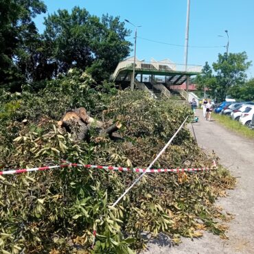 wycinka Okrzei Bielsko-Biała