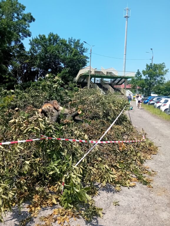 wycinka Okrzei Bielsko-Biała
