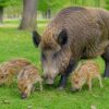 Locha z młodymi w mieście. Mieszkańcy proszeni o ostrożność
