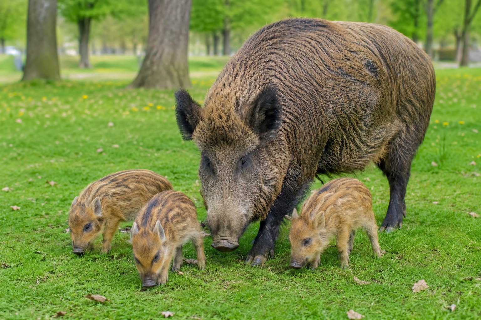 Tło