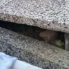 Kocia rodzina zamieszkała na cmentarzu. Nietypowa interwencja wolontariuszy z Bielska-Białej