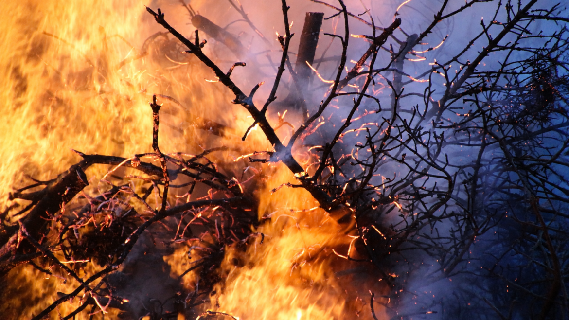 biollama-forest-fire-las-pożar