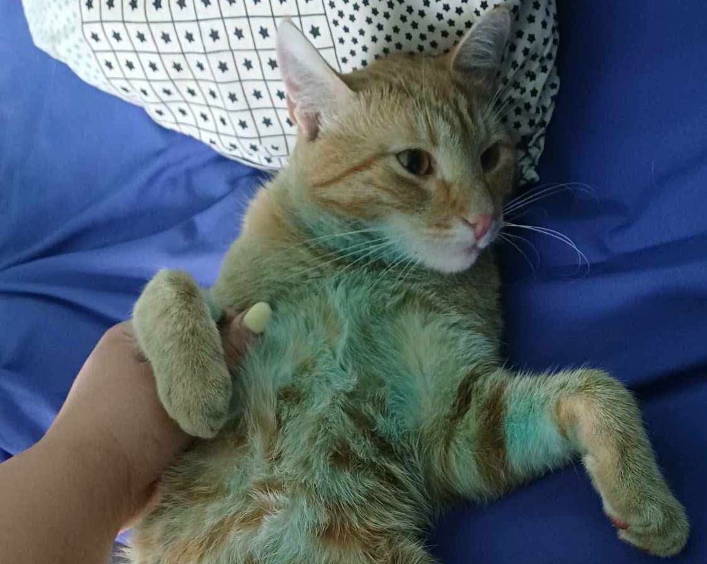 Tło