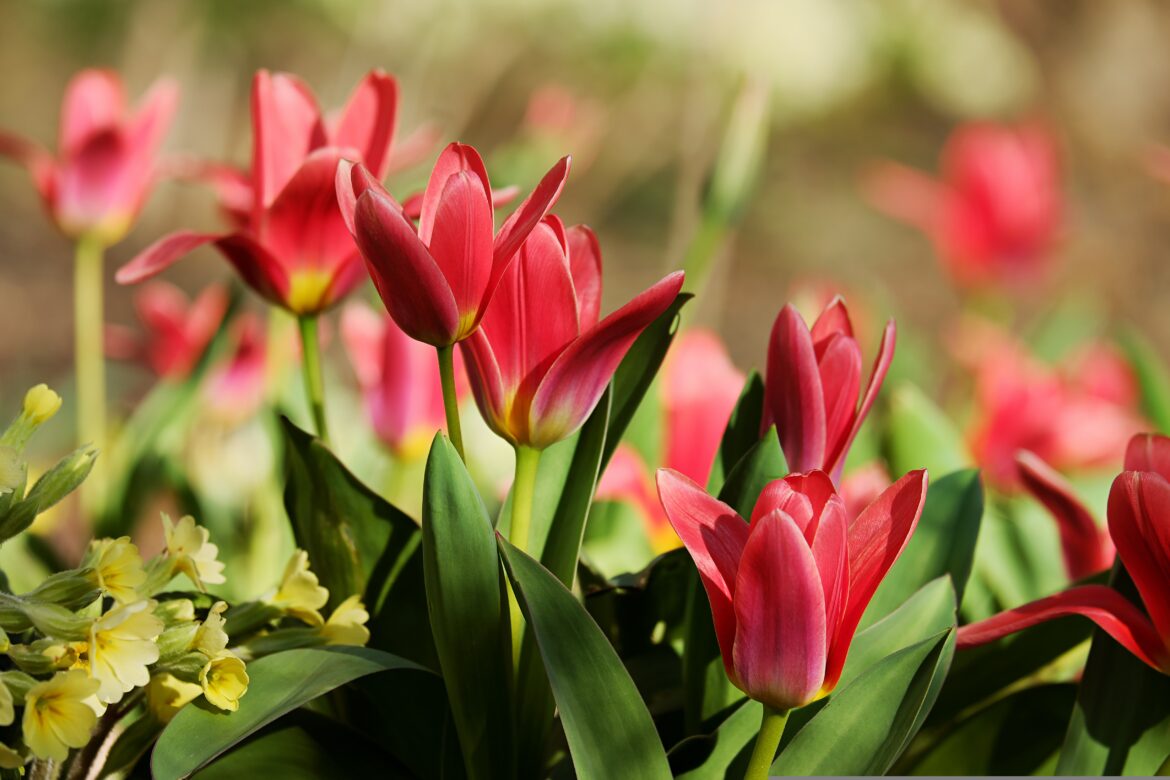 tulipany