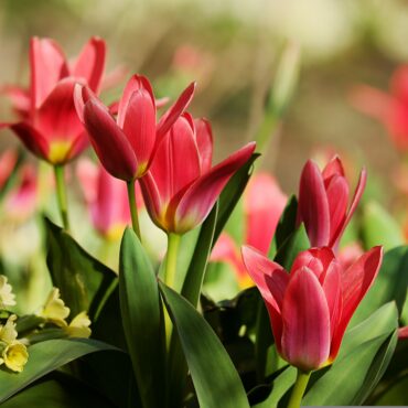 tulipany